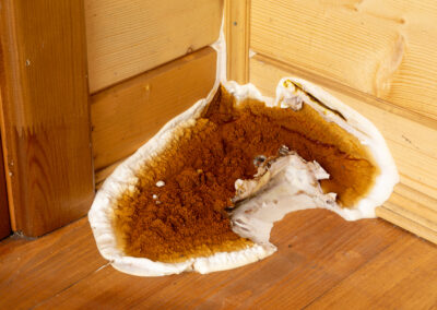 A large growing fungus Serpula lacrymans on the walls and floor of a residential building it is the most destructive fungus attacking wooden elements in structures